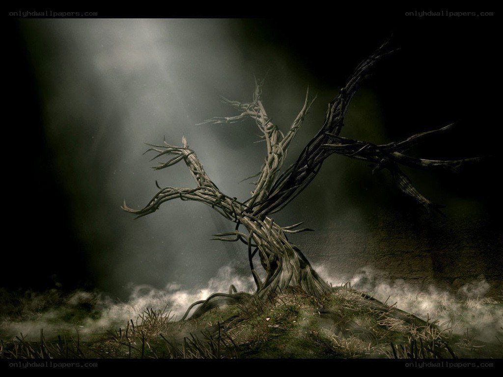 Gnarled tree in misty forest