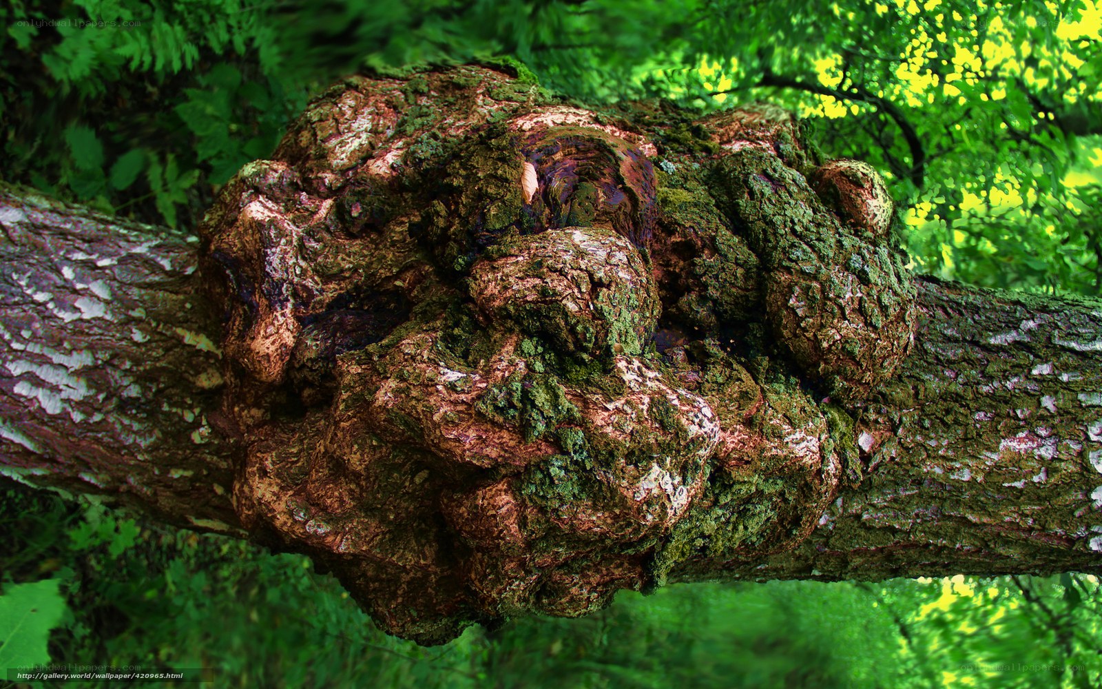 Gnarled tree knot in forest