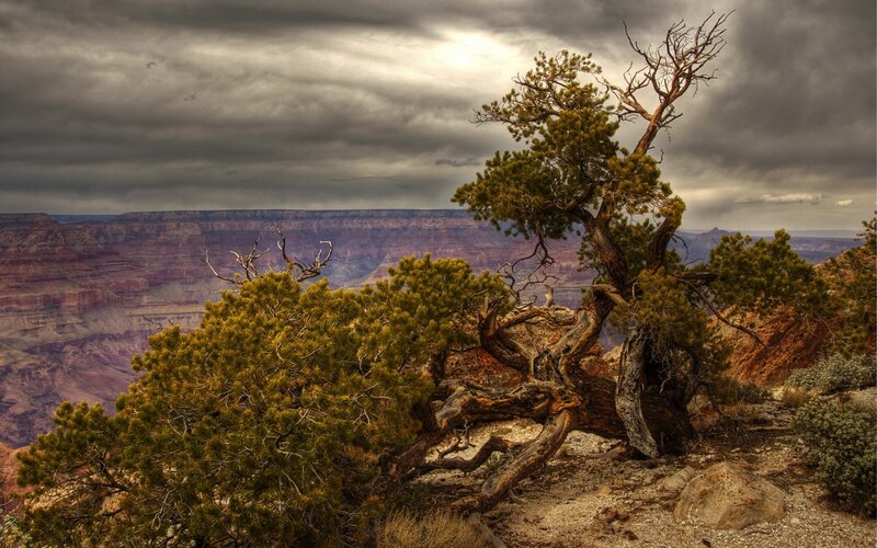 Gnarled Tree on Canyon Edge