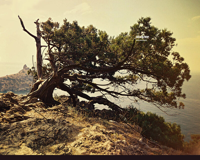 Gnarled Tree on Cliff — Green