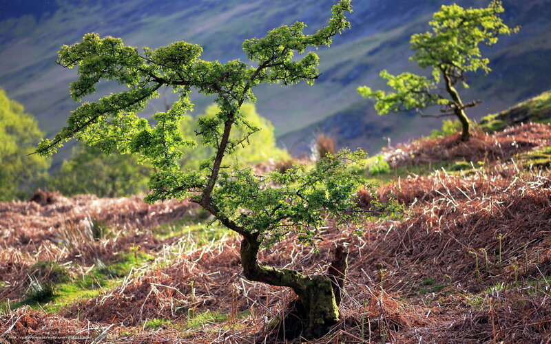 Gnarled Tree on Hillside — Green, Serene