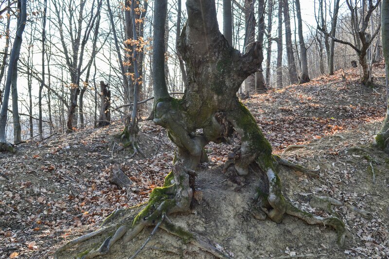 Gnarled Tree on Hillside