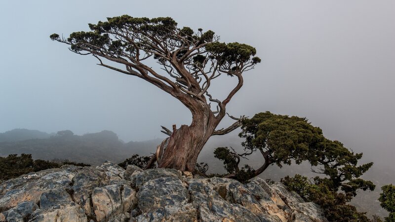Gnarled Tree on Rocks
