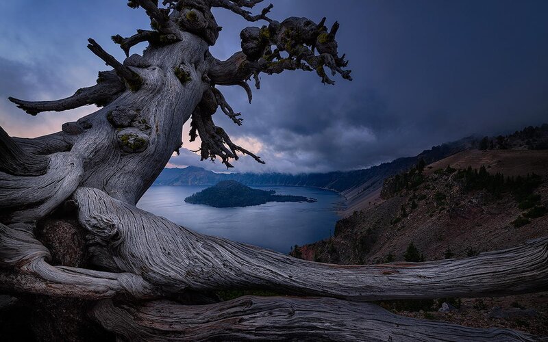 Gnarled Tree Overlooking Lake