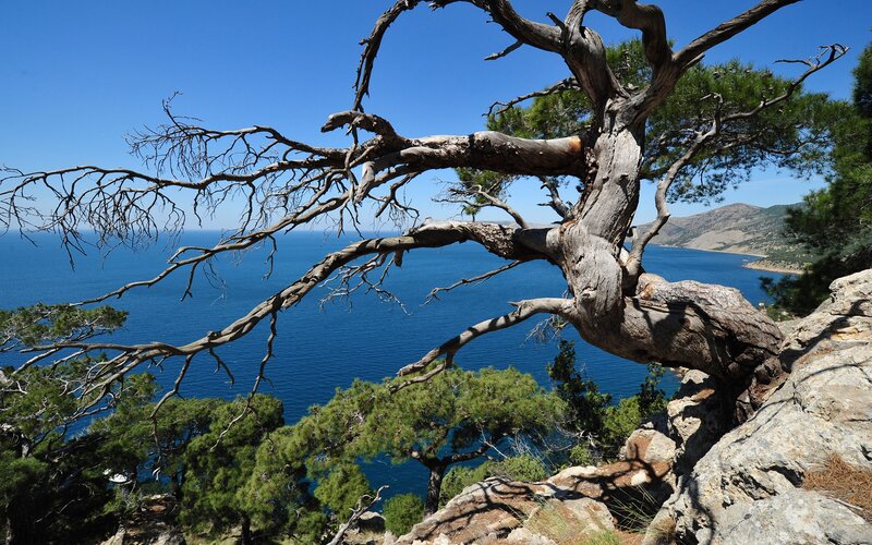 Gnarled Tree Overlooking Sea
