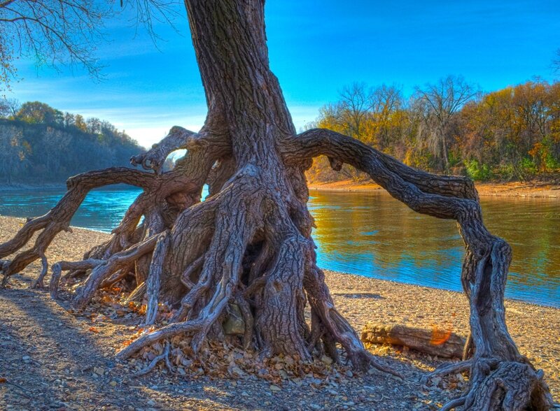 Gnarled Tree Roots