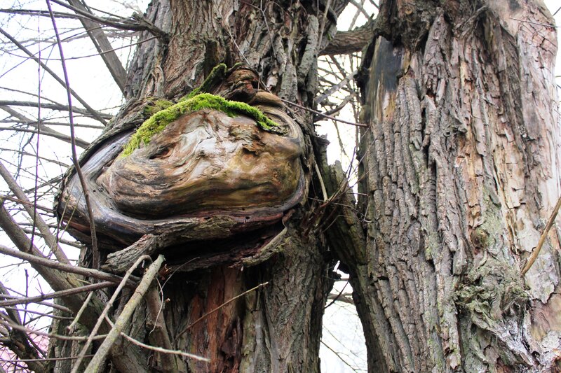 Gnarled Tree Trunk — Brown, Natural