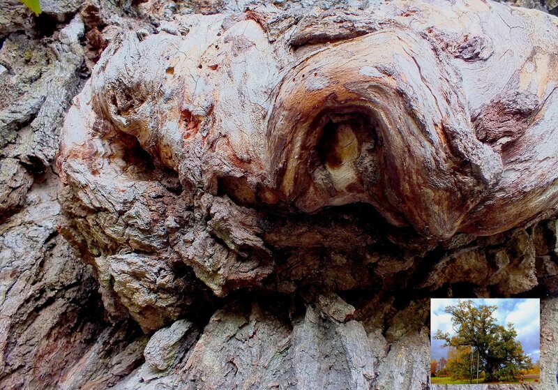 Gnarled Tree Trunk — Brown