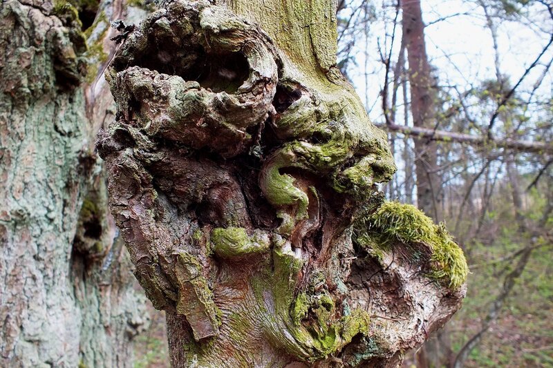 Gnarled Tree Trunk — Green