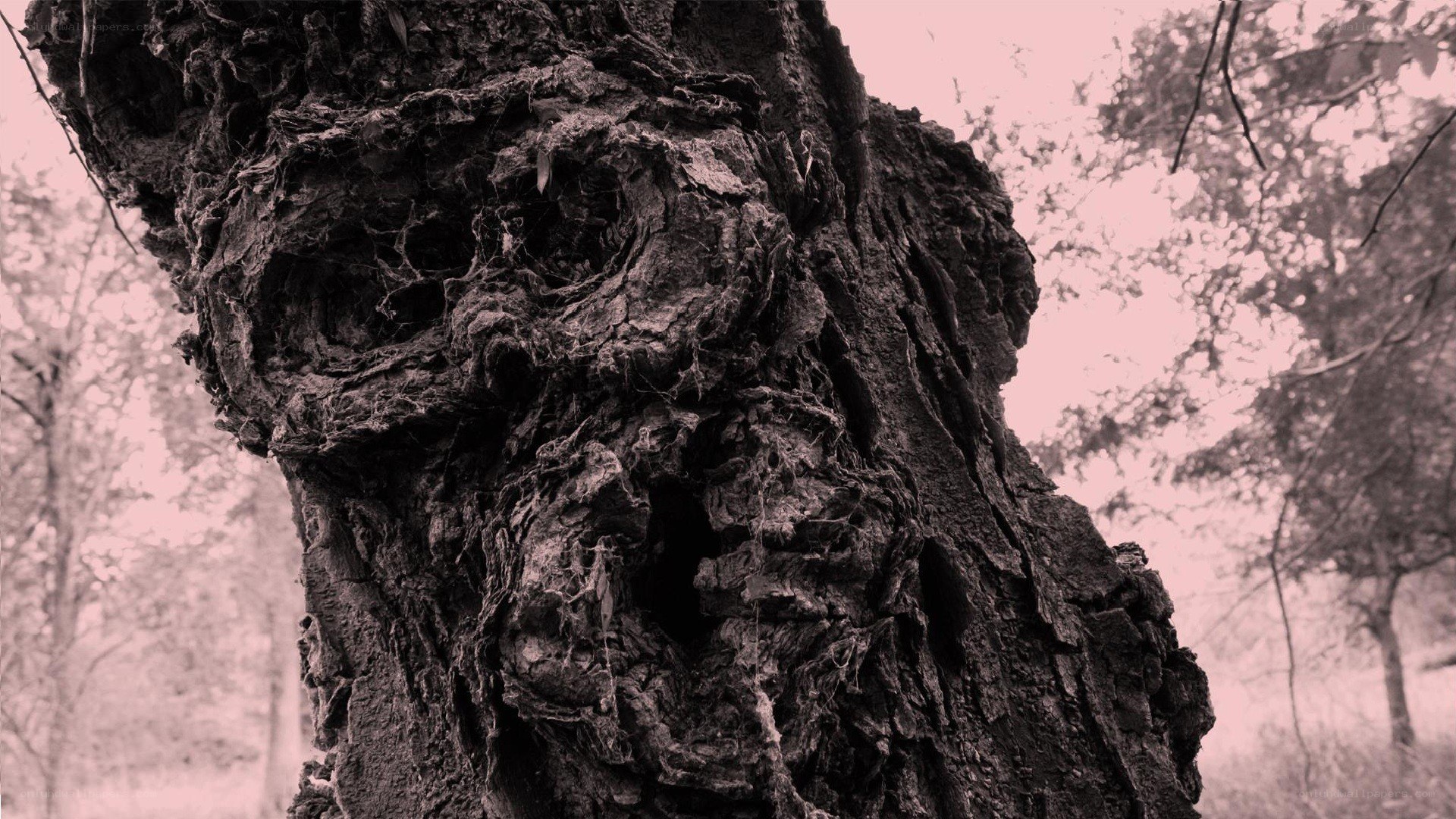 gnarled tree trunk in forest