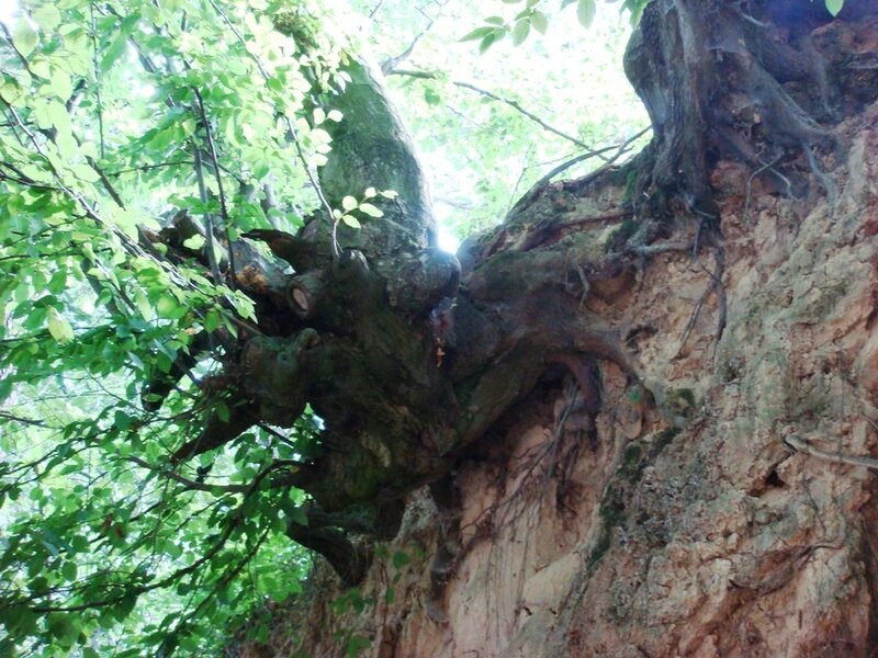 Gnarled Tree Trunk