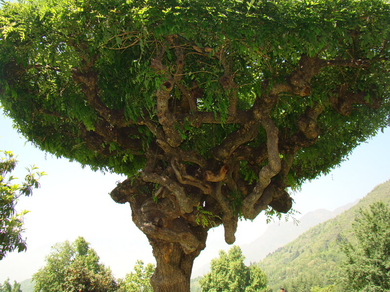 Gnarled Tree with Dense Canopy