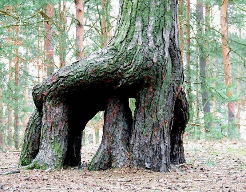 Gnarled Tree with Hollow Base