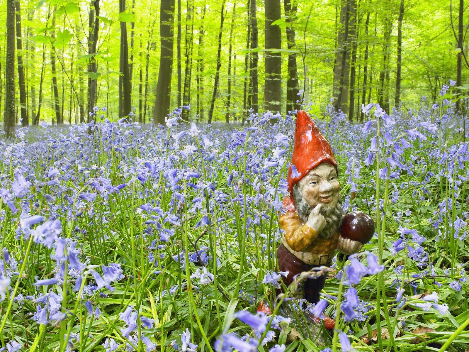 Gnome in bluebell forest