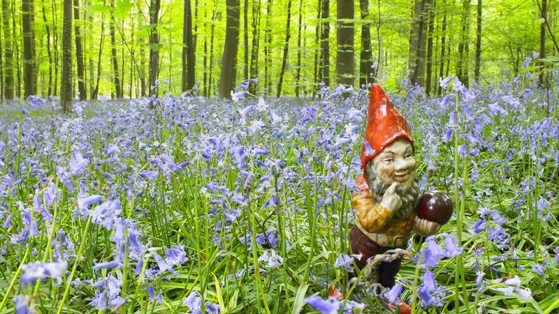 Gnome in bluebell forest