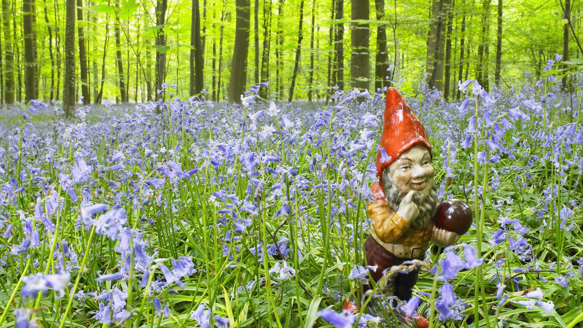 Gnome in bluebell forest