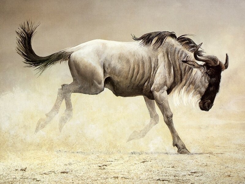 Gnu running in dust