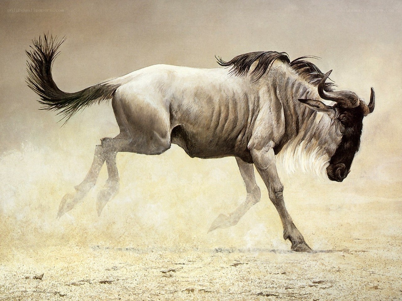 Gnu running in dust