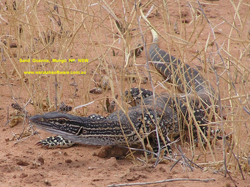 Goanna Lizard in Sand
