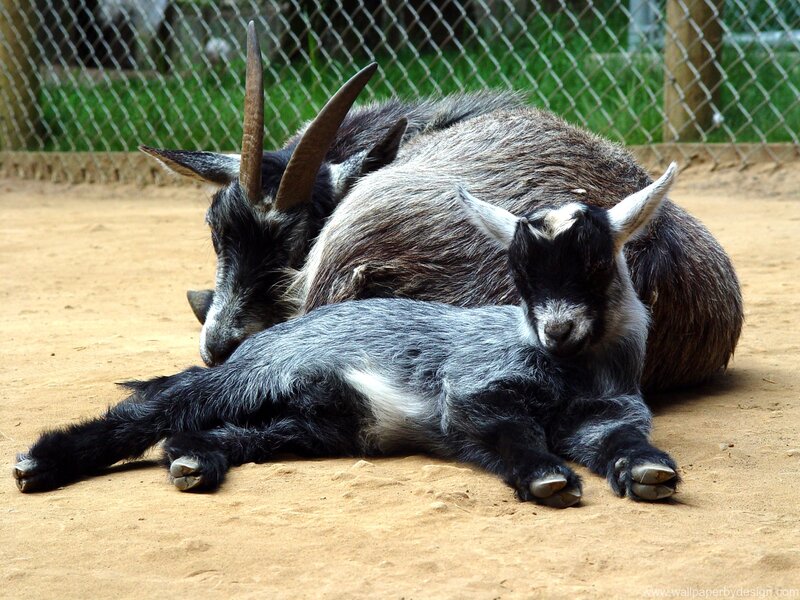 Goat and Baby Goat