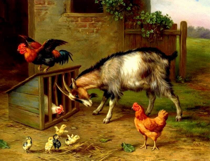 Goat and Chickens in Yard
