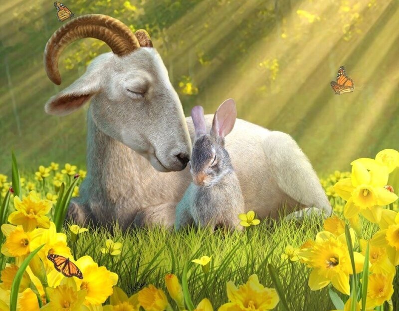 Goat and Rabbit in Field