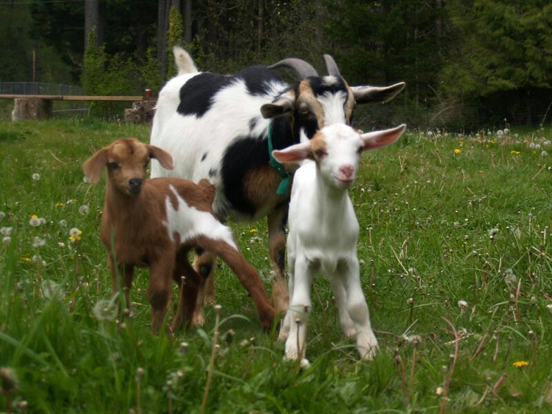Goat and Two Kids
