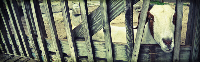 goat behind wooden fence