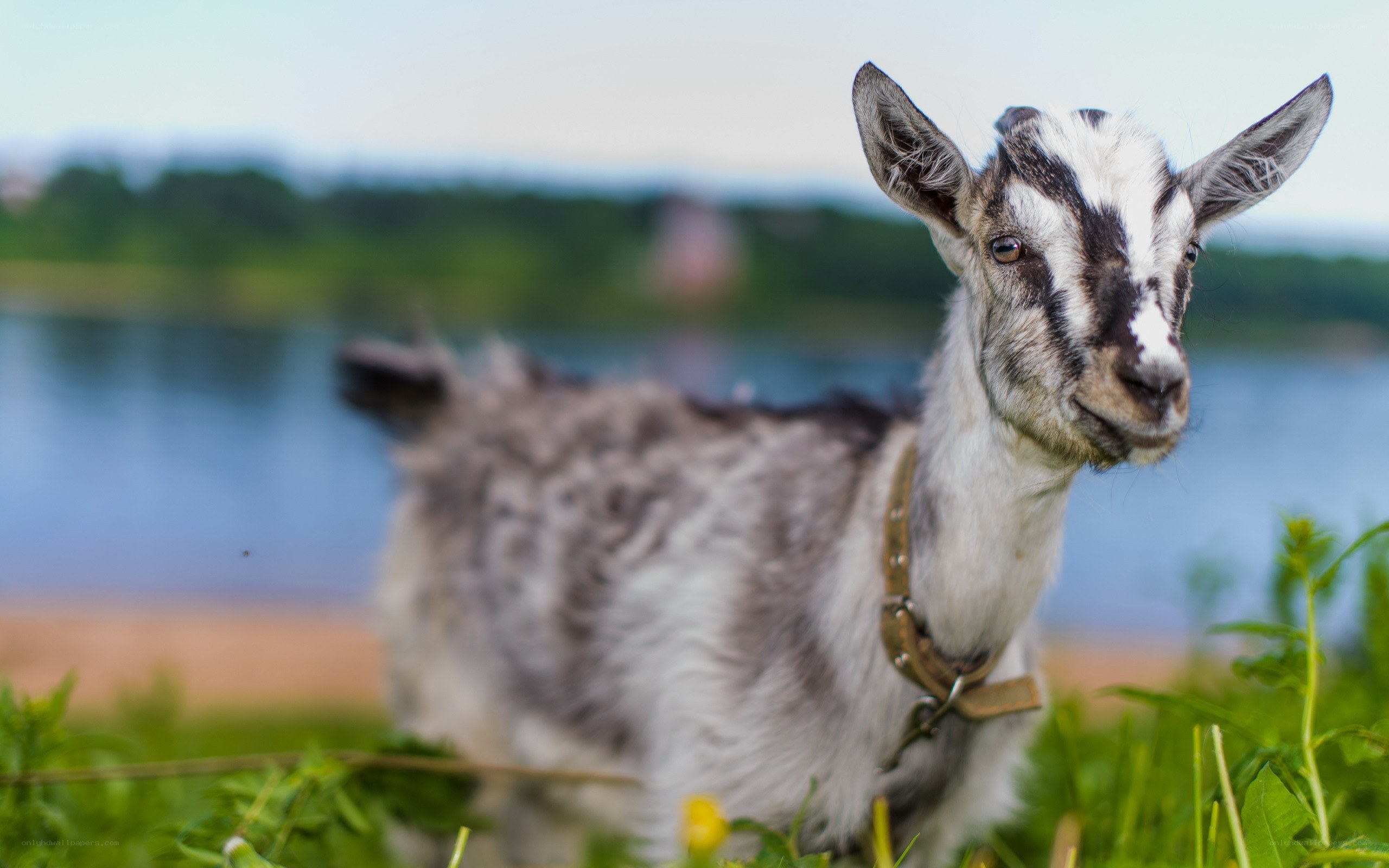 goat by the lake