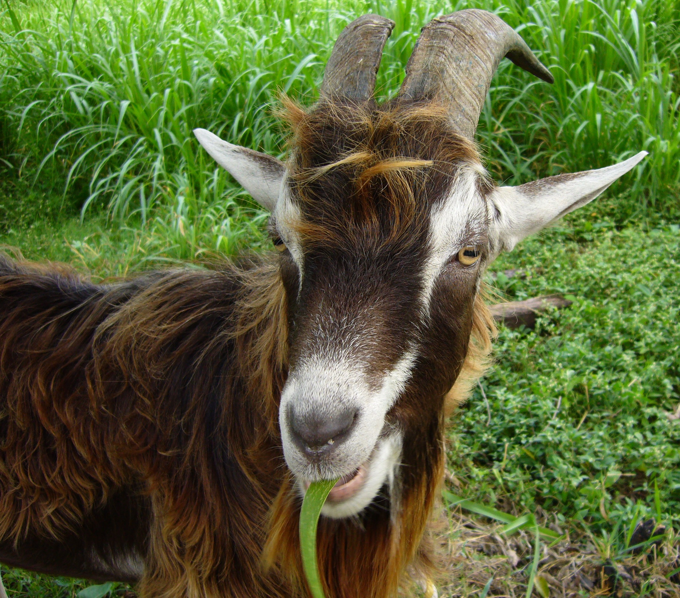 goat eating grass in field