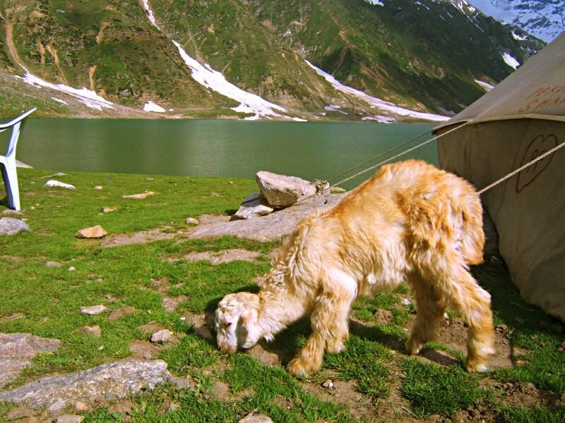 Goat grazing by a mountain lake