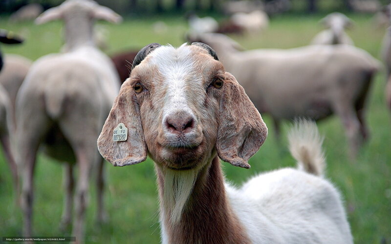 goat in a grassy field