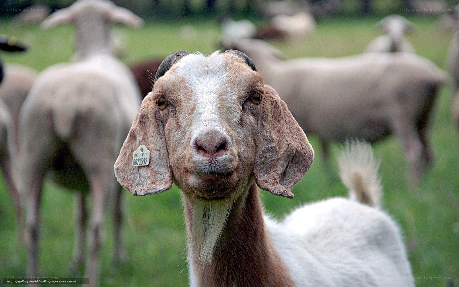 goat in a grassy field