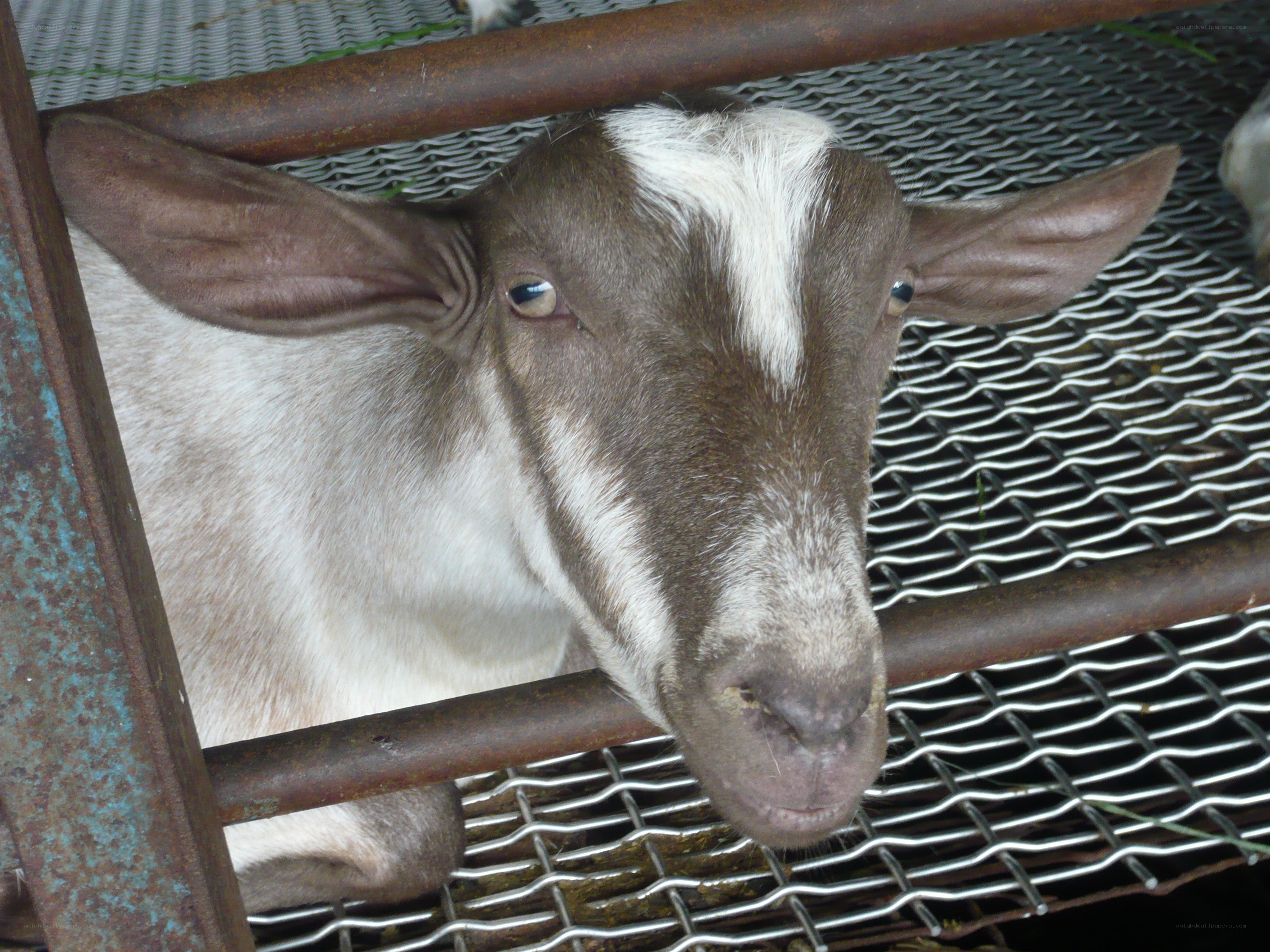 goat in a metal pen