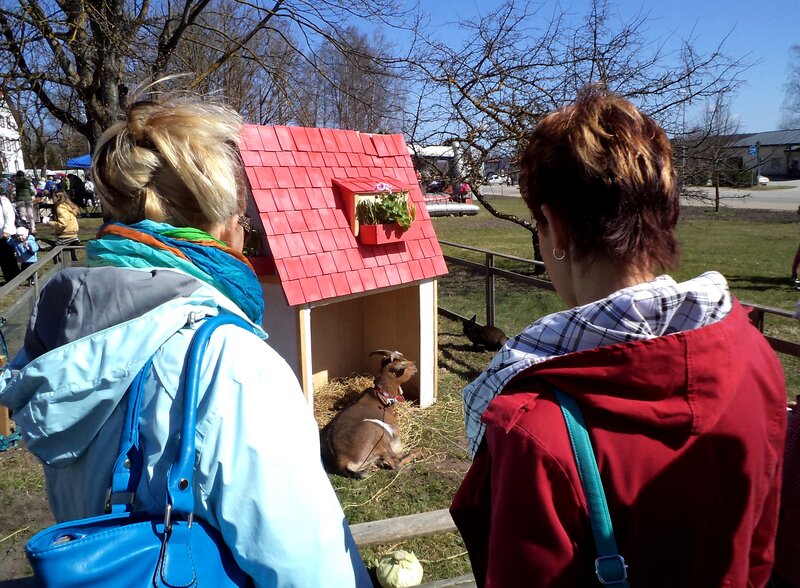 Goat in a Small House