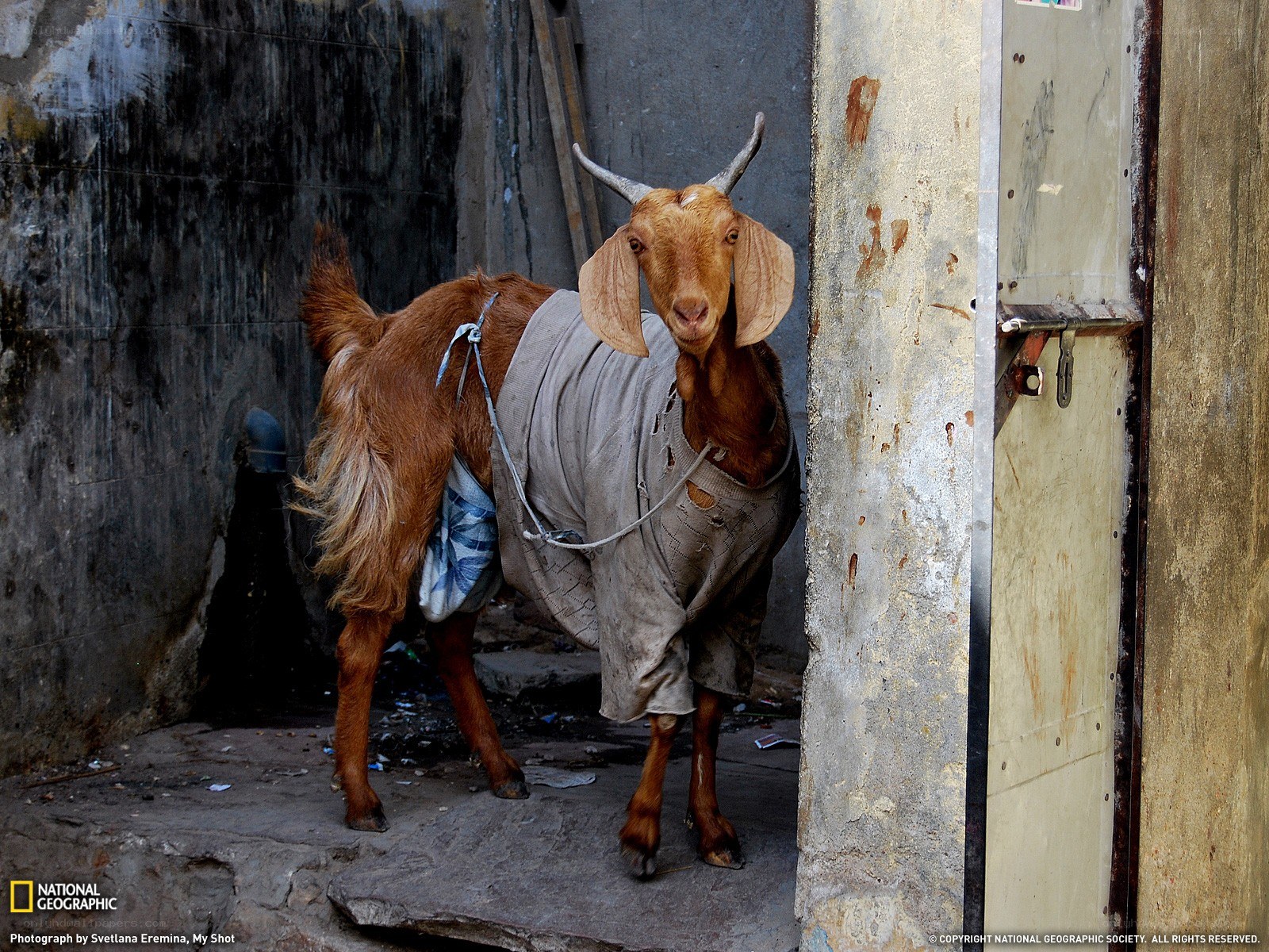 Goat in a sweater