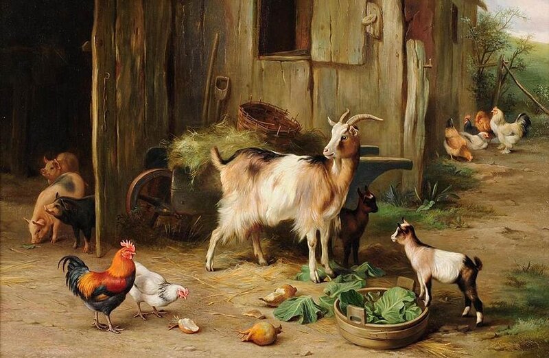 Goat in Barnyard