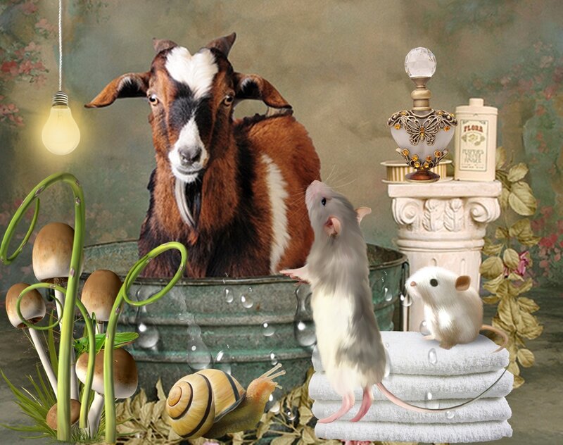 Goat in Bathtub