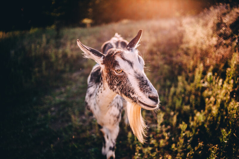Goat in Field — Brown