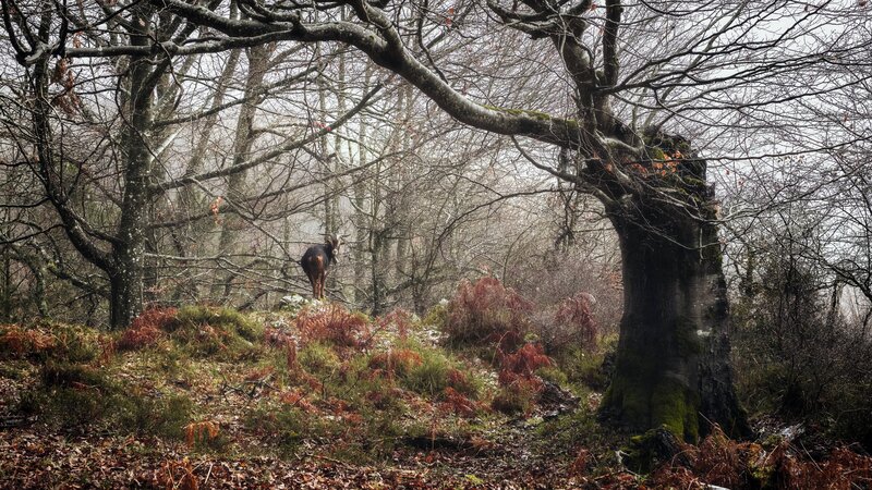 Goat in Forest