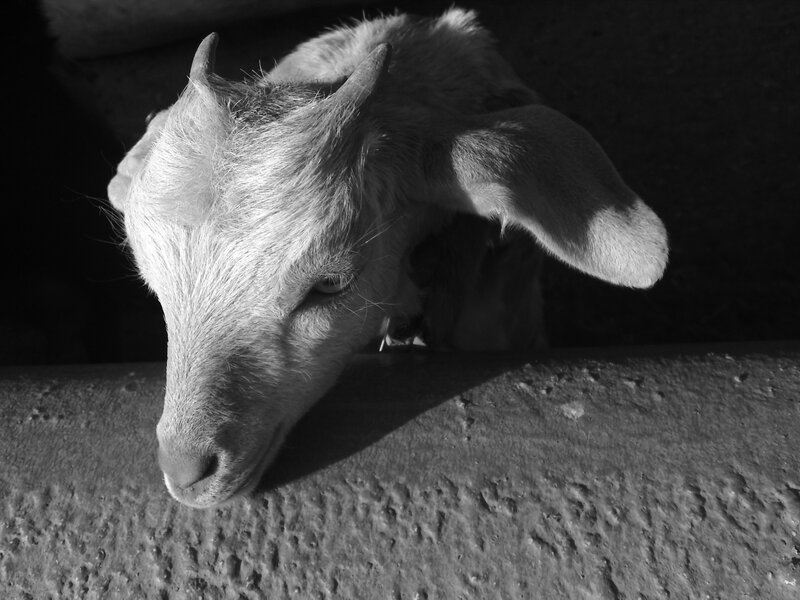 goat in shadowed enclosure