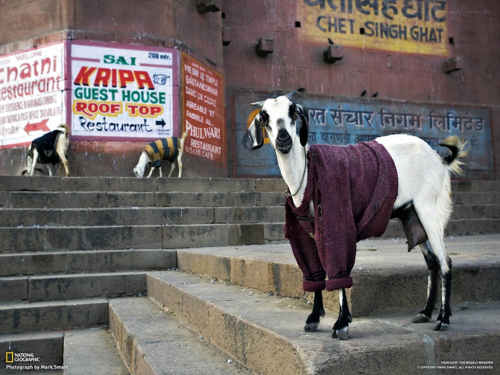 Goat in sweater on steps