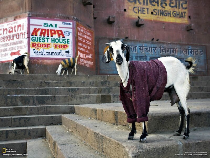 Goat in Sweater