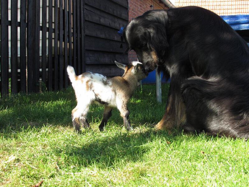 Goat Kid and Dog