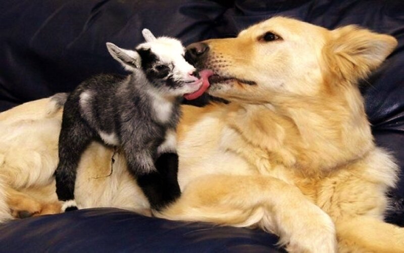 Goat Kid and Dog — Yellow