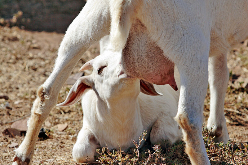 Goat kid nursing from mother