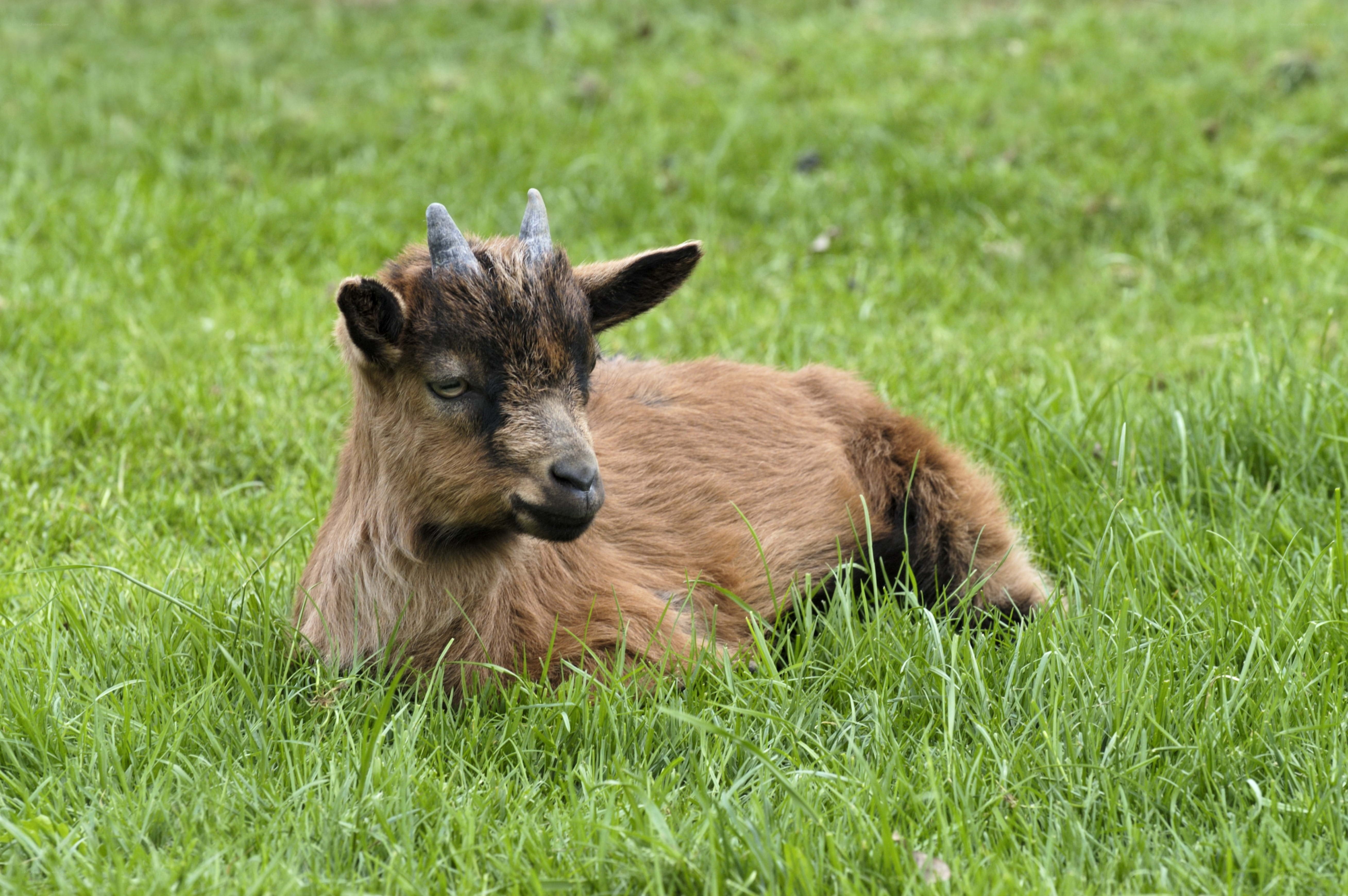 goat kid resting in grass