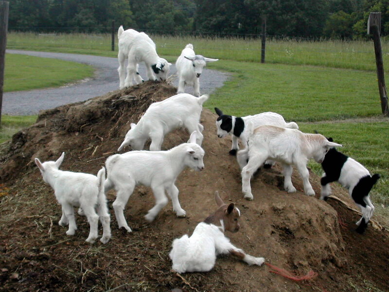 Goat kids on a dirt mound