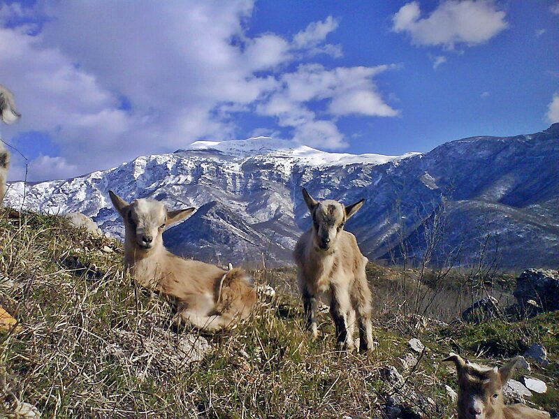 Goat Kids on a Hillside