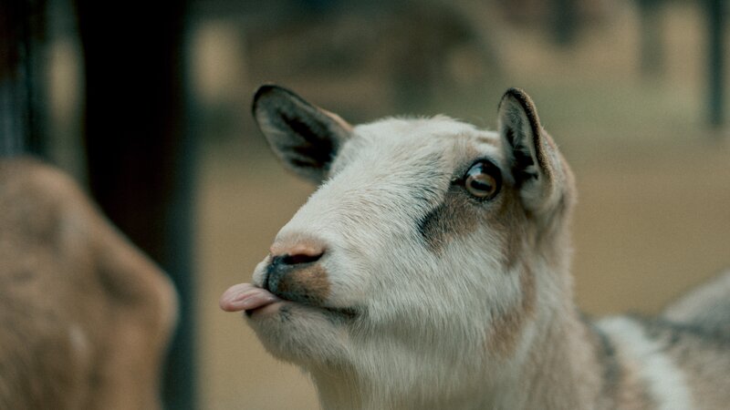 Goat Licking Its Nose